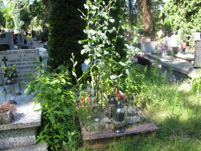 Grób Włodzimierz Łoś